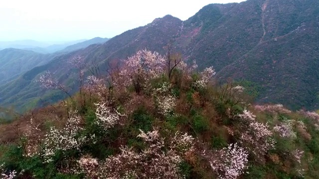 野樱花 樱花 户外 风光 山区 山峰 山花视频素材