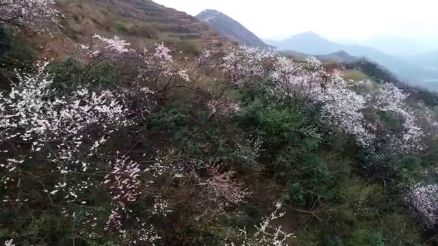 野樱花 樱花 户外 风光 山区 山峰 山花视频素材