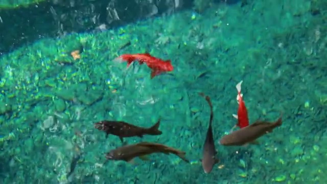 蝴蝶泉里的鱼儿视频素材