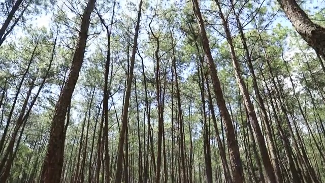 森林全景竖向视频素材
