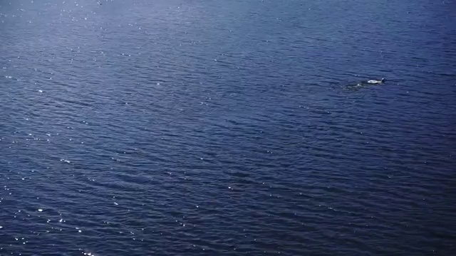 洱海中冬泳的人视频素材