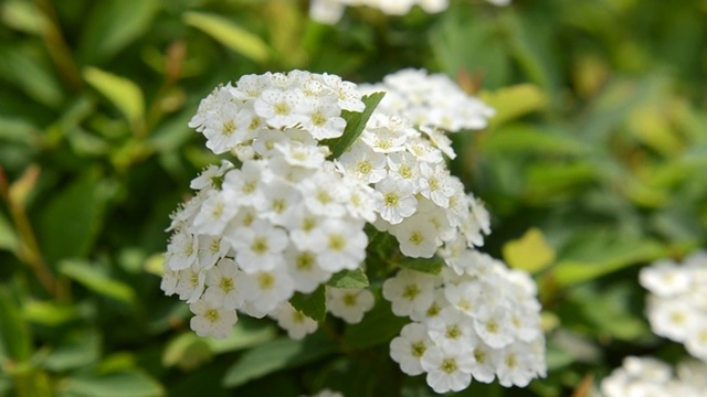 白色绣线菊视频素材