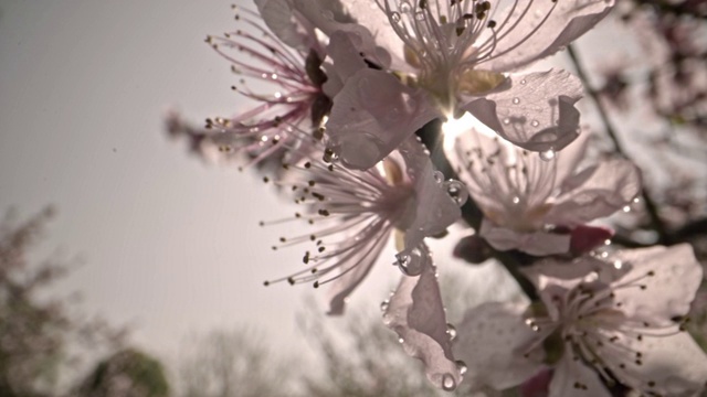 春天桃花，茶山，油菜花，蜜蜂采蜜视频素材
