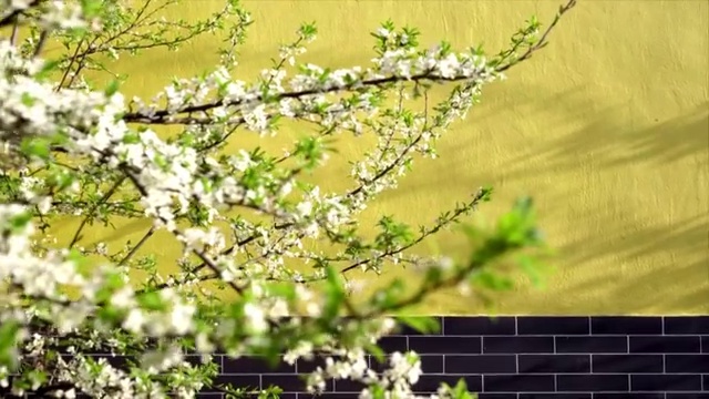 春天桃花，茶山，油菜花，蜜蜂采蜜视频素材