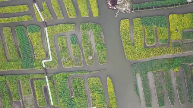 航拍视角下的江苏泰州兴化千垛油菜花4K高清视频视频素材