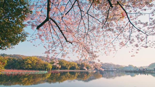 杭州西湖景区樱花视频素材