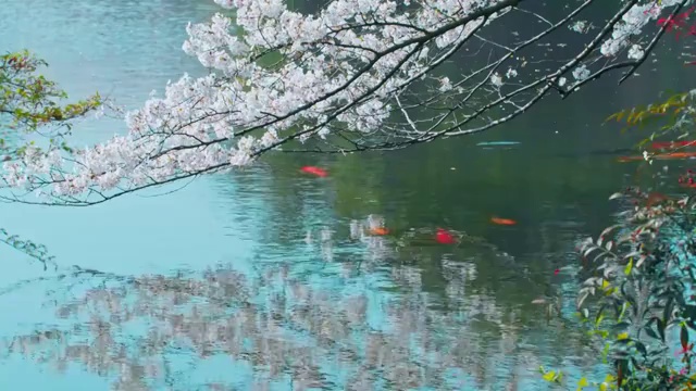 杭州花港观鱼樱花视频素材