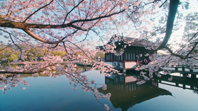 杭州景区樱花视频素材
