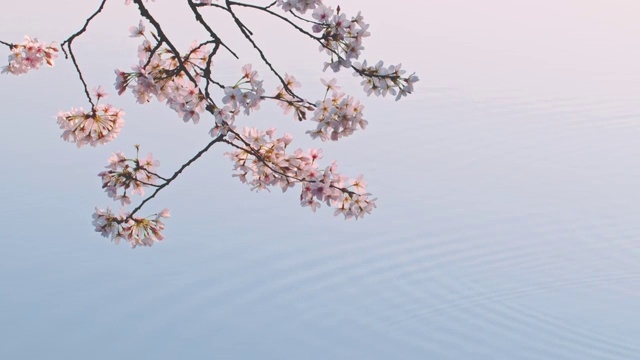 杭州西湖景区樱花视频下载