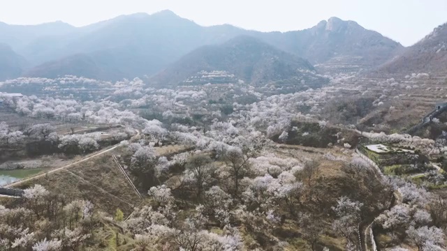 樱桃花开的山村视频素材