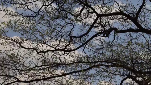 天空下的梨花树视频素材
