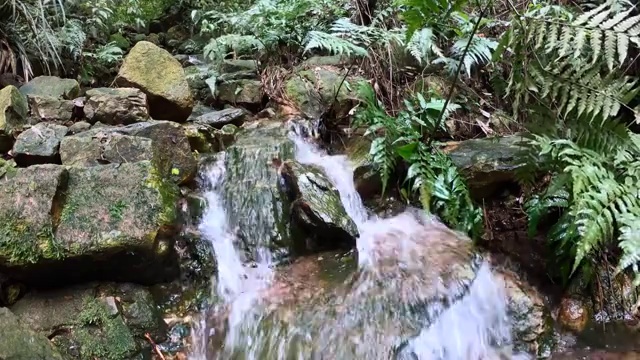 森林峡谷里的小溪流水视频素材