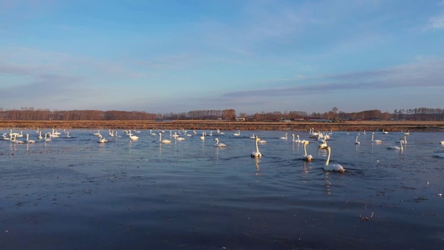 航拍兴凯湖湿地春天迁徙来的天鹅群视频素材