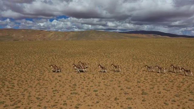 藏野驴 高原精灵 野驴家族 BBC 动物世界 韵动中国视频素材