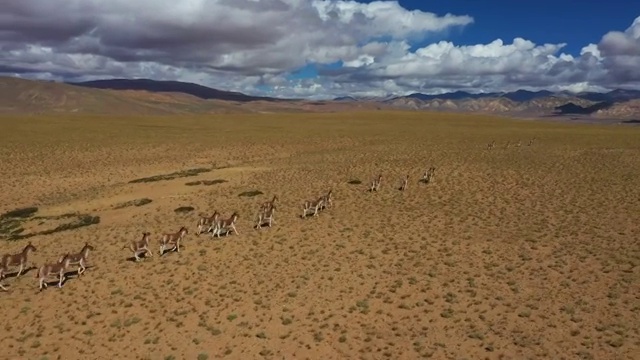 藏野驴 高原精灵 野驴家族 BBC 动物世界 韵动中国视频素材