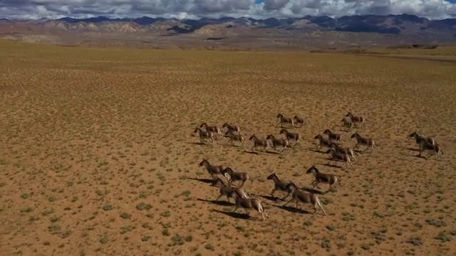 藏野驴 高原精灵 野驴家族 BBC 动物世界 韵动中国视频购买