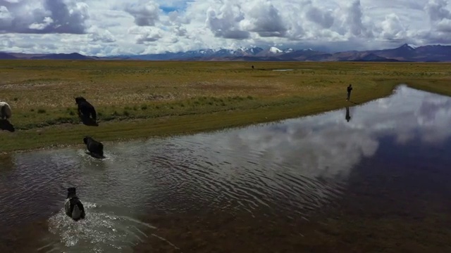航拍 牦牛 牦牛群 马 牛过河视频素材