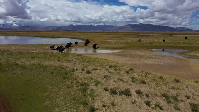 航拍 牦牛 牦牛群 马 牛过河视频素材