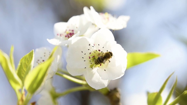 梨花上的蜜蜂视频素材