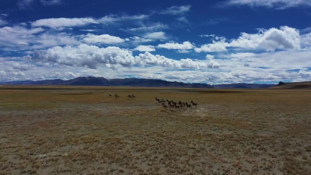 西藏阿里 高原精灵 藏野驴视频下载
