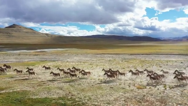 西藏阿里 高原精灵 藏野驴视频素材