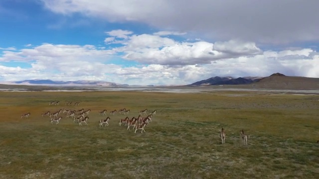 西藏阿里 高原精灵 藏野驴视频素材