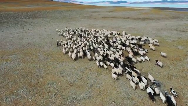西藏 羊群 镜湖 盐湖 阿里 无人区 荒野视频素材
