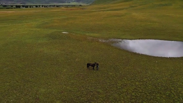 西藏 跑马 骑马 康巴 草原 游牧 运动 项目 航拍视频素材