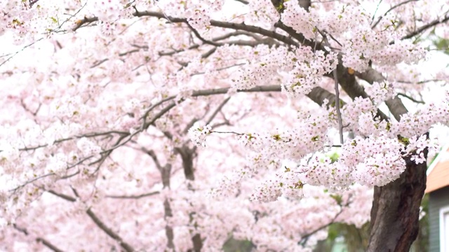 青岛中山公园樱花开了视频素材