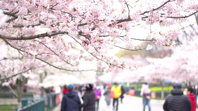 青岛中山公园樱花开了视频素材