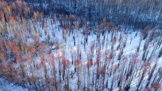 航拍大兴安岭冬季冰河雪林视频素材