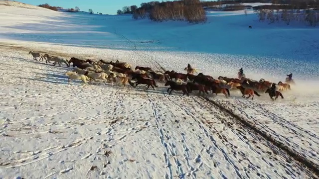 内蒙乌兰布统群马踏雪视频素材