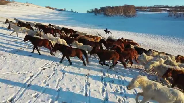 乌兰布统群马踏雪视频素材