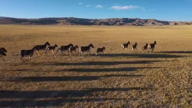 阿里原野航拍藏野驴群视频购买