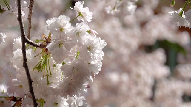 春季自然风光赏花4K视频视频素材