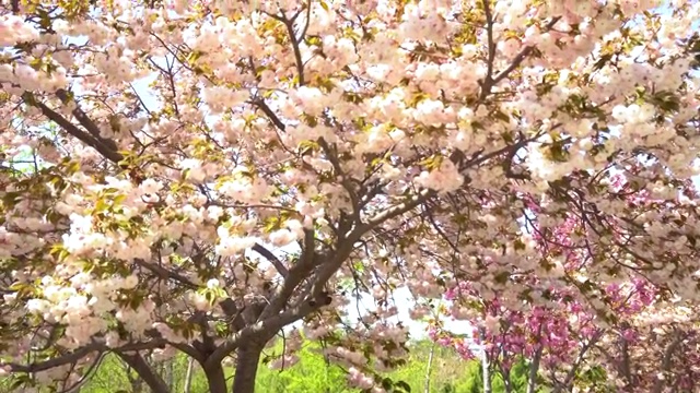 春天樱花盛开视频素材
