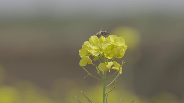 4K蜜蜂采花视频素材