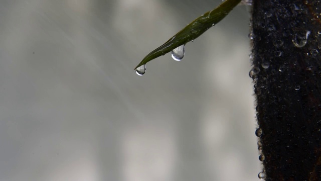 竹笋上的露珠露水水滴视频素材