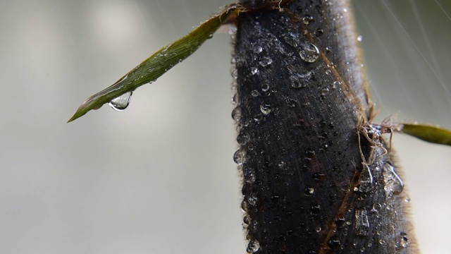竹笋上的露珠露水水滴视频素材
