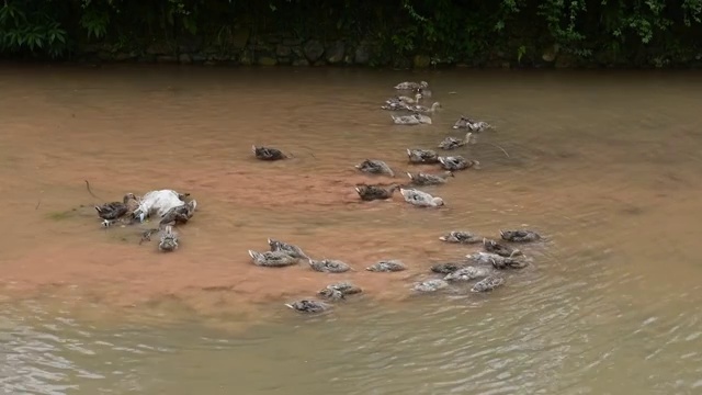 一群在水里嬉戏觅食的鸭子视频素材
