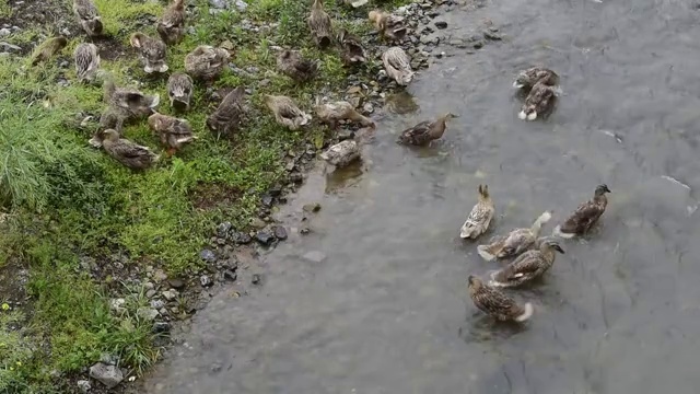一群在水里嬉戏觅食的鸭子视频素材