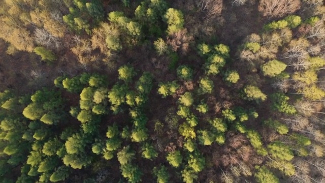 航拍视角森林上空视频素材