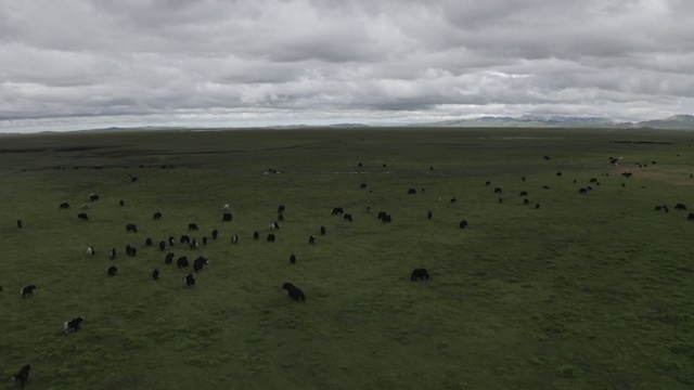 若尔盖草原和牦牛群 航拍视频素材