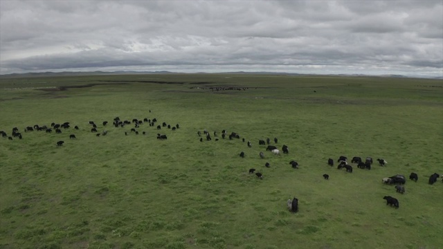 若尔盖草原和牦牛群 航拍视频素材