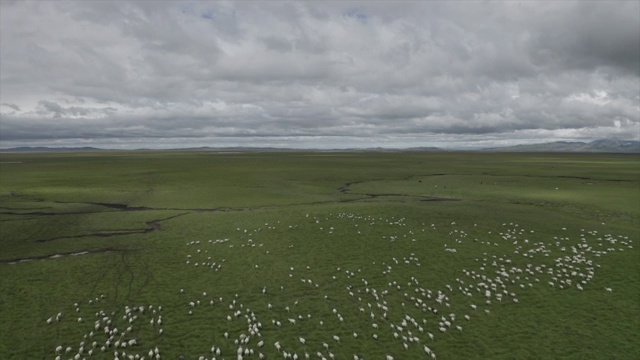 若尔盖草原下星星点点的白色羊群视频素材