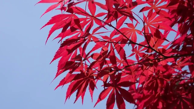秋季自然风光红叶4K视频视频素材