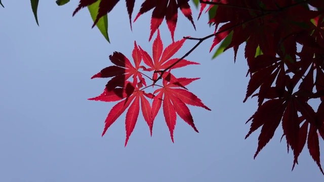 秋季自然风光红叶4K视频视频素材