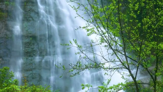 瀑布和小树视频素材