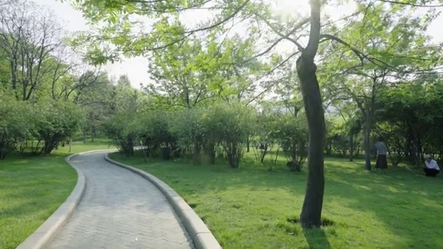 公园绿色的植物视频素材