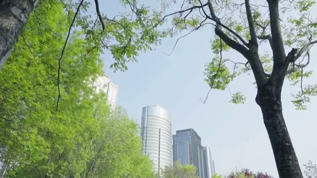 公园绿色的植物视频素材